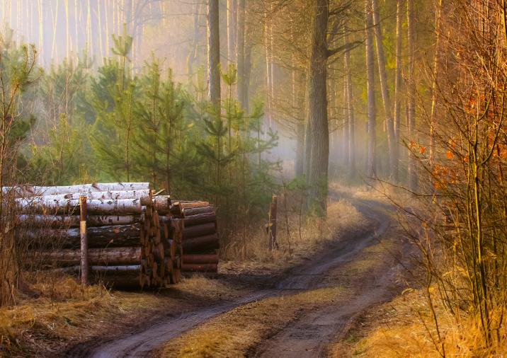 fot. Krzysztof Pawłowski